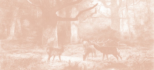 Vintage Forest Fauna