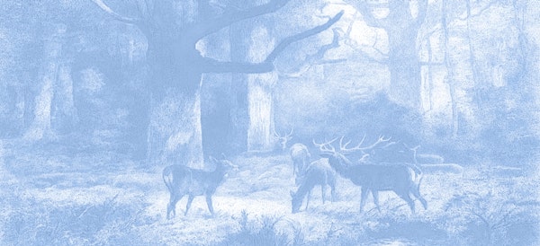 Tranquil Woodland Realm