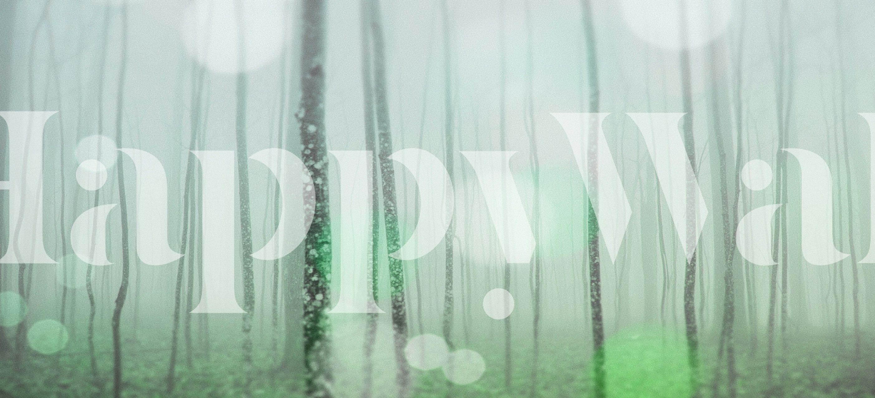 Foggy woodland landscape with tall trees and soft green tones wallpaper