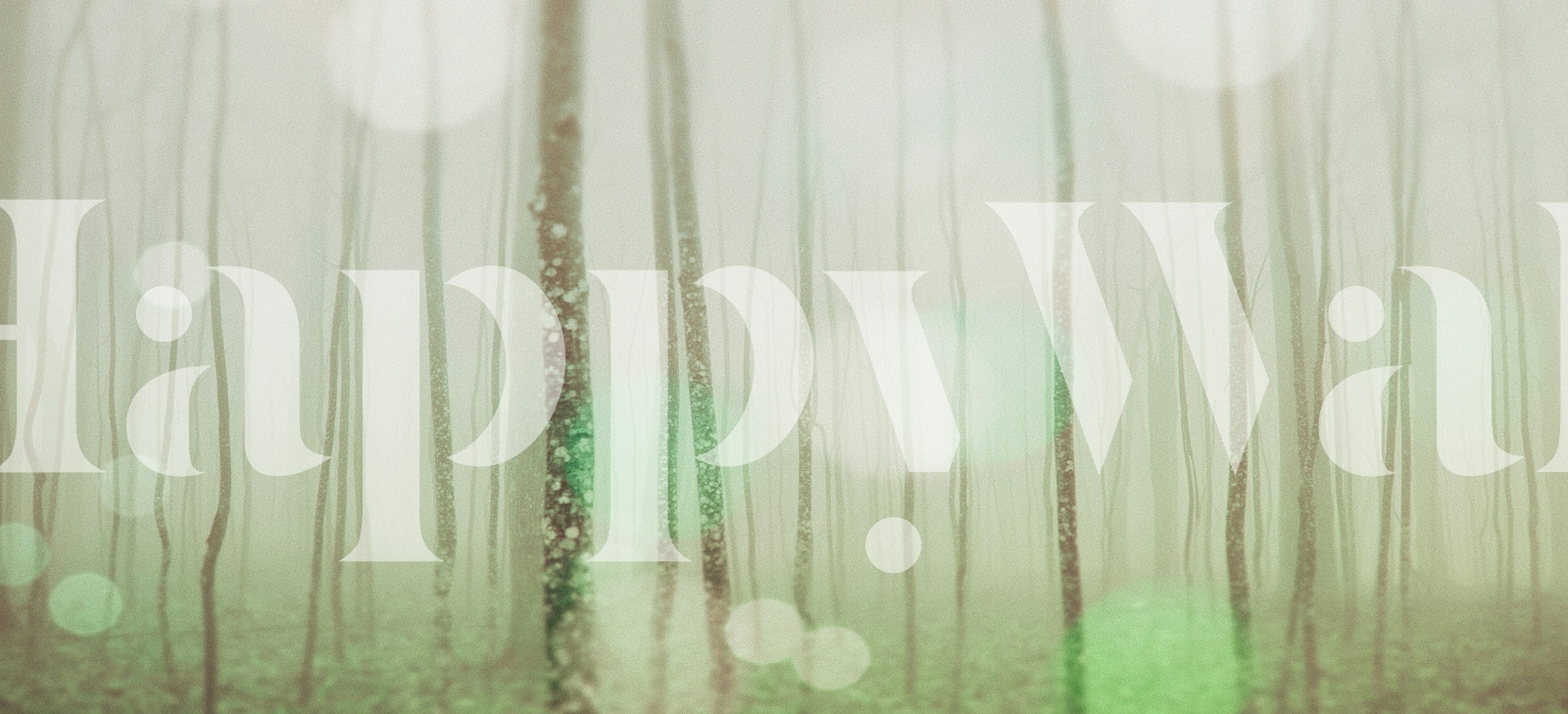 Foggy woodland landscape with tall trees and soft green tones wallpaper