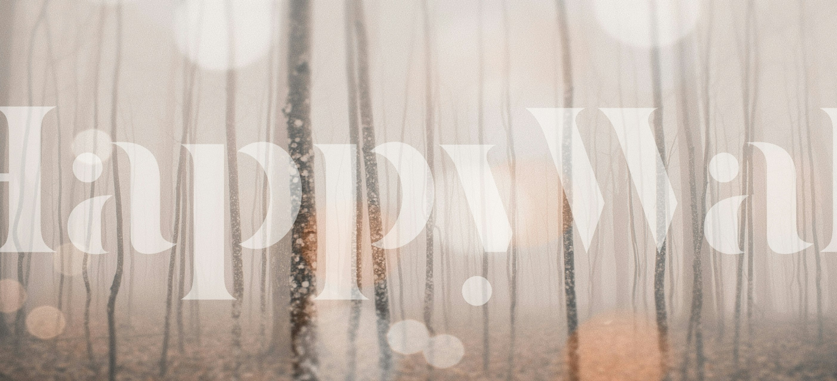 Misty forest with tall trees and soft bokeh lights wallpaper