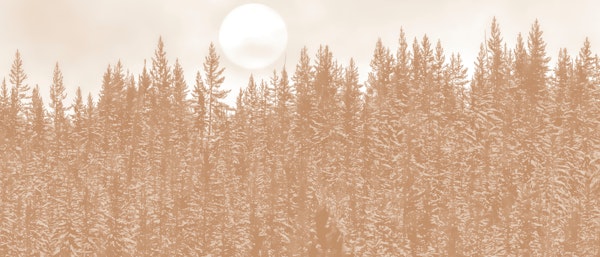 Golden Pine Serenity