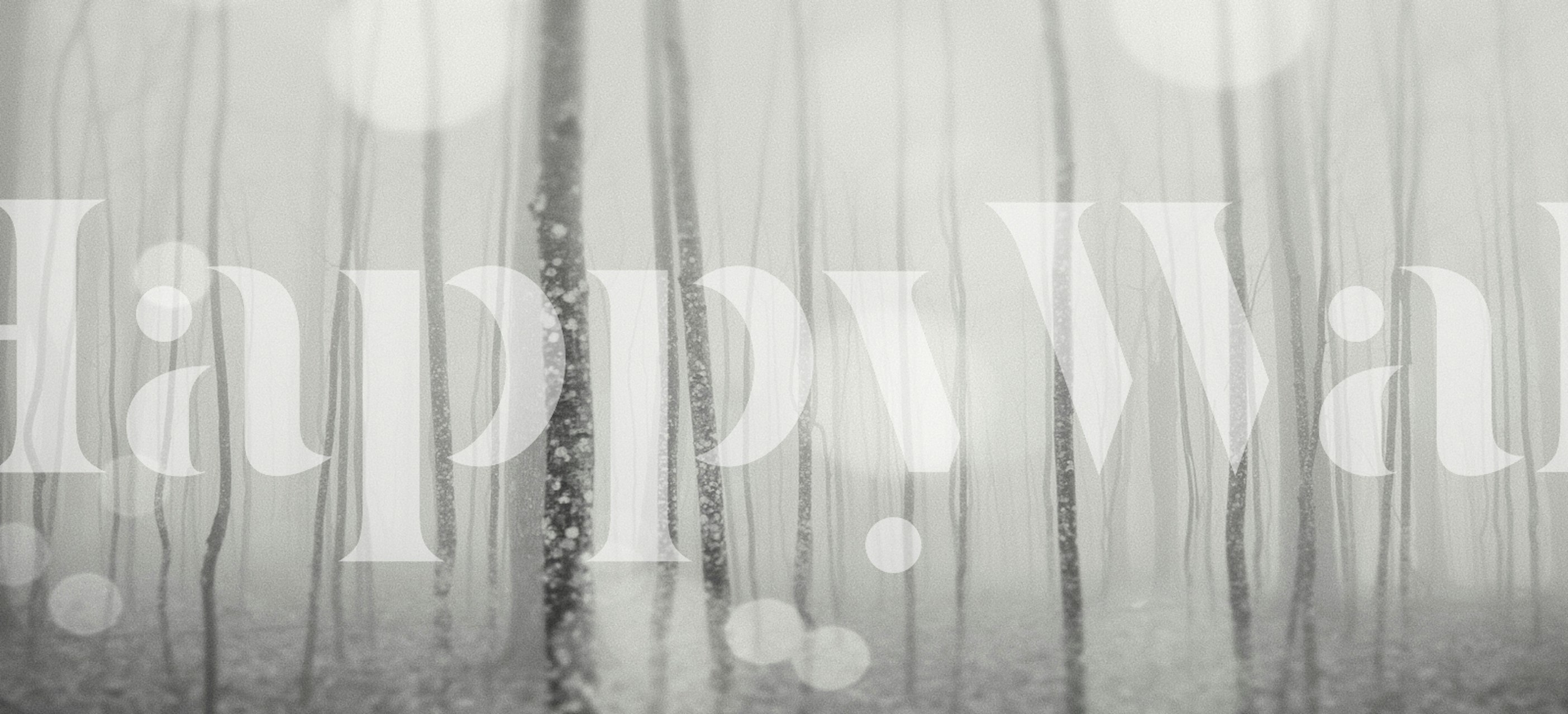 Mystic Forest Haze wallpaper in a room