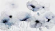 Ink Blossom Contours