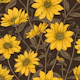 Sunroot, wild sunflower in yellow and brown