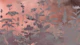 Mystic Florals