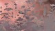 Mystic Florals