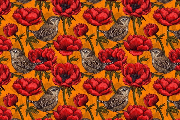 Wrens in a red anemone garden