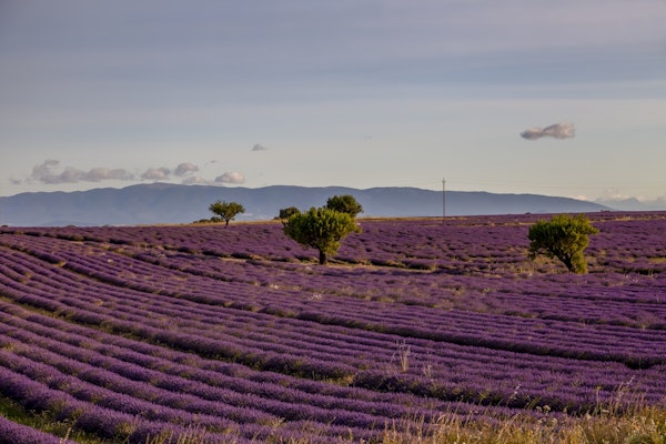 Lavender Fields In Provence