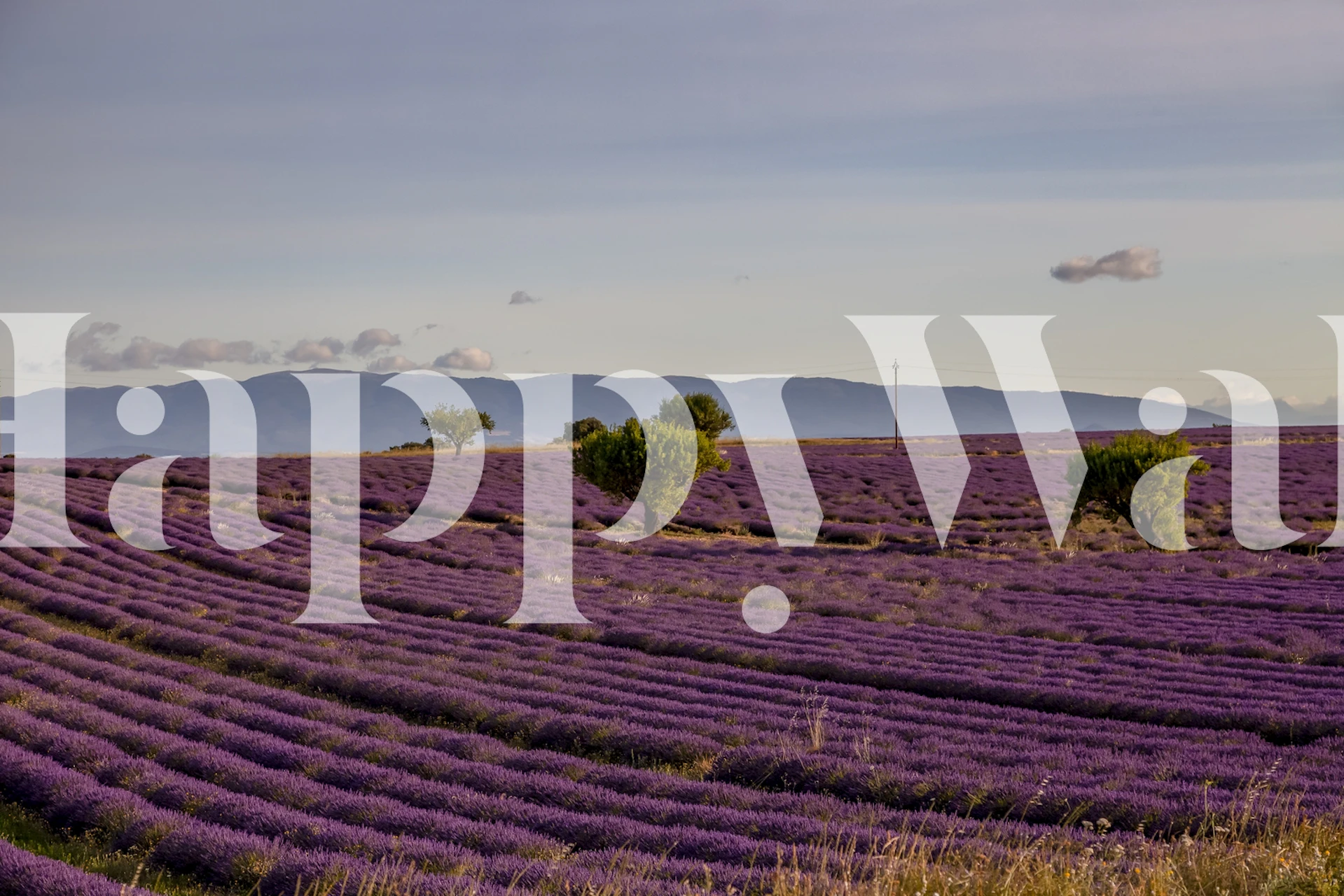 Lavender fields stretching to the horizon with trees and a clear sky