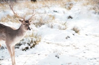 Graceful Stag in the Winter 1 tapetit