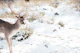 Graceful Stag in the Winter 1