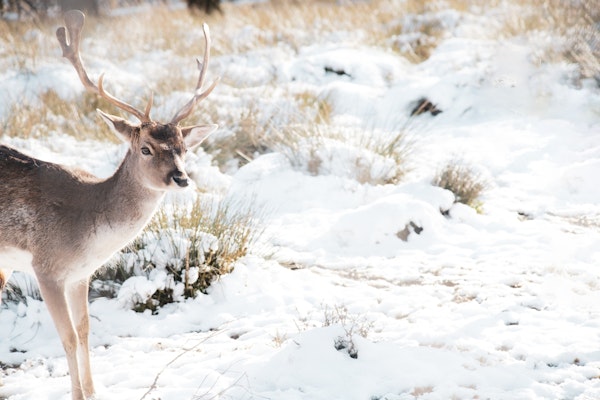 Graceful Stag in the Winter 1