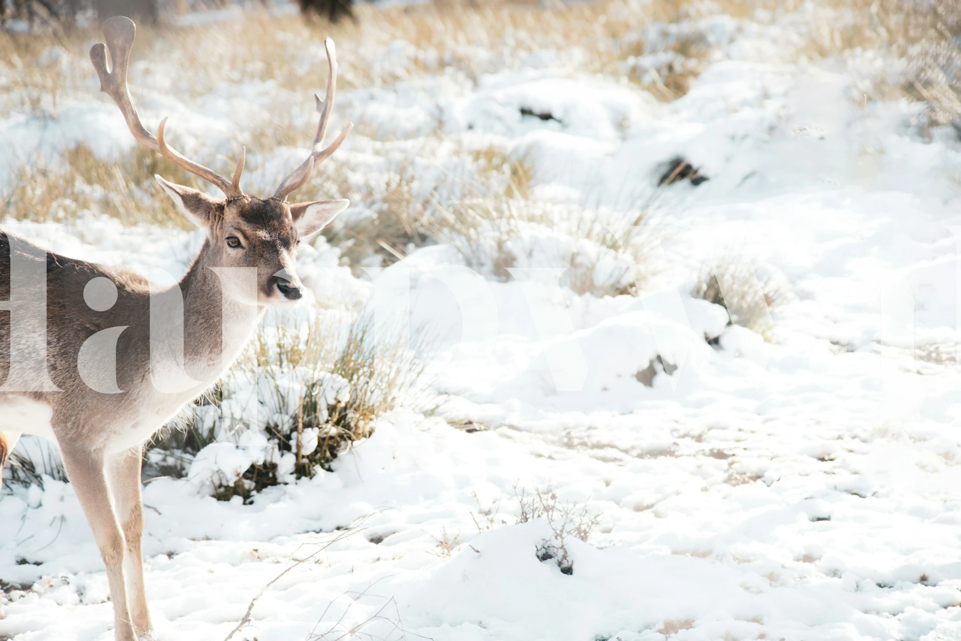 Realistic stag in snowy landscape wallpaper