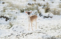 Cute little Fawn in the Winter Snow 1 tapeta