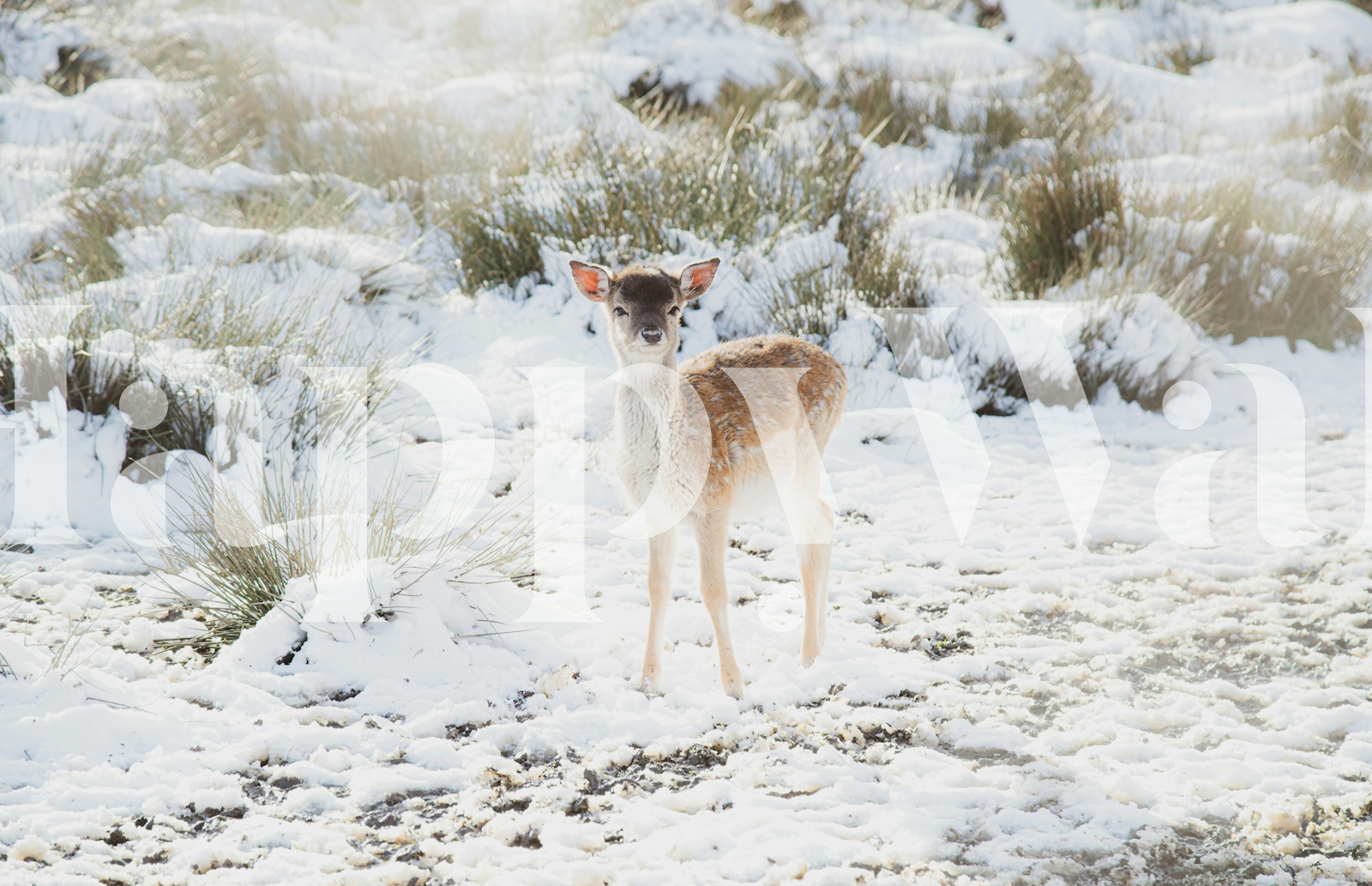 Cute Little Fawn In The Winter Snow Happywall cute-little-fawn-in-the-winter-snow-happywall