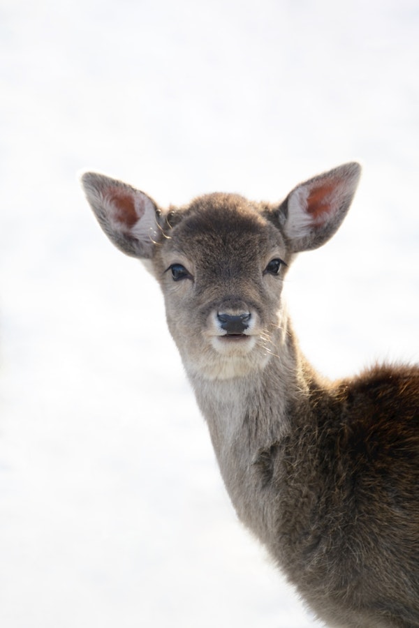 Cute little Fawn 1