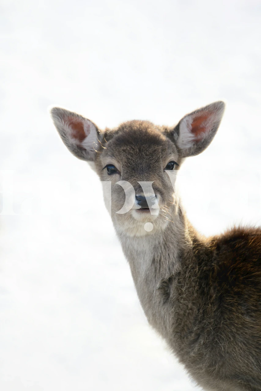 Papel de parede Cute little Fawn em um quarto