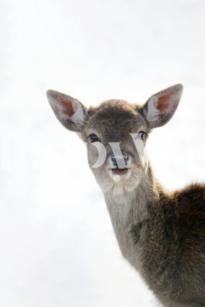 Cute little fawn wallpaper in a room