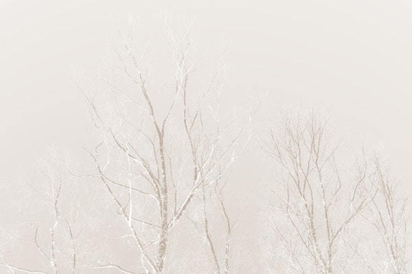 Soft Beige Birch Tree Silhouettes 1