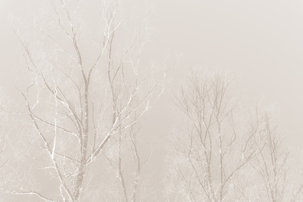 Soft Beige Birch Tree Silhouettes 2