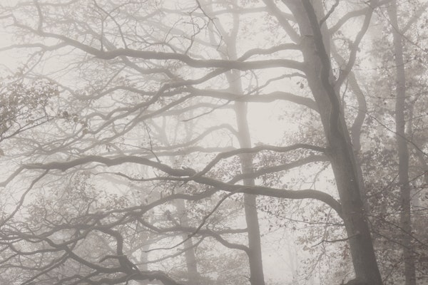 Foggy Woods 10