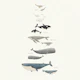 Whale Parade english