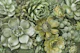 Green Botanical Succulents Vertical Garden