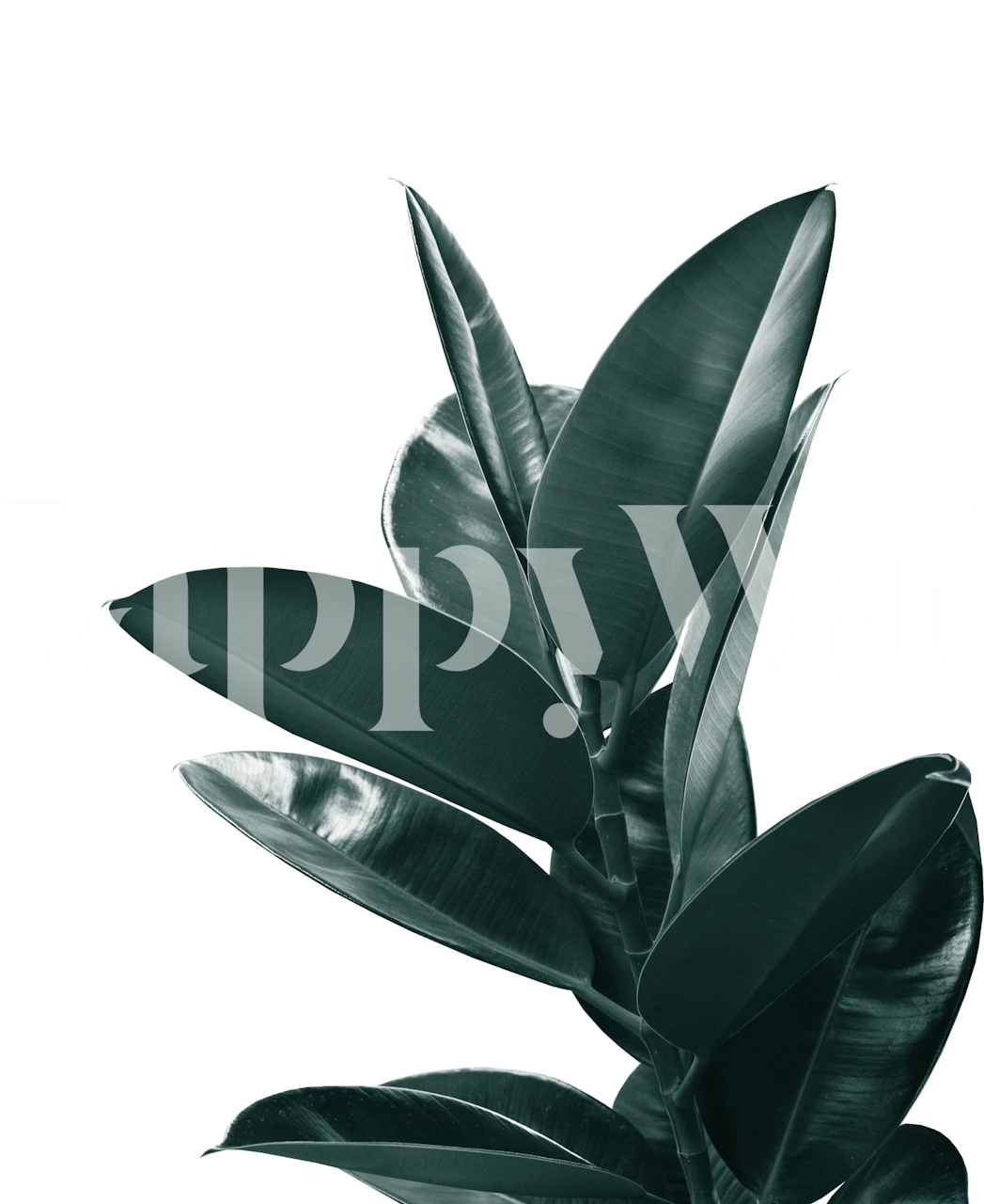 Ficus Delight 1 wallpaper in a room