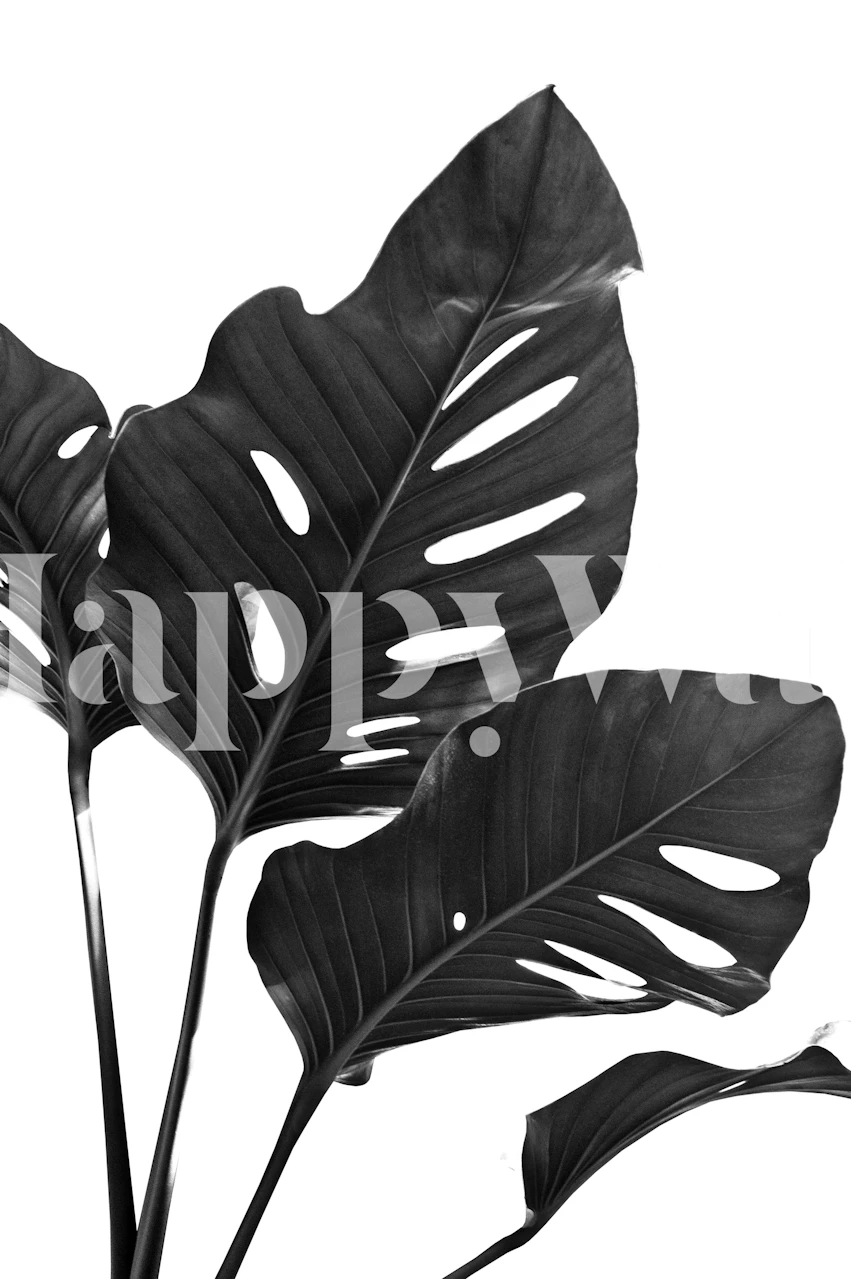 Mustavalkoinen Monstera lehtiseinämaalaus