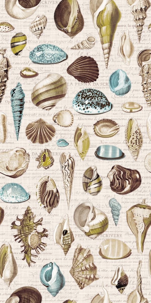 Nautilus in blue green beige