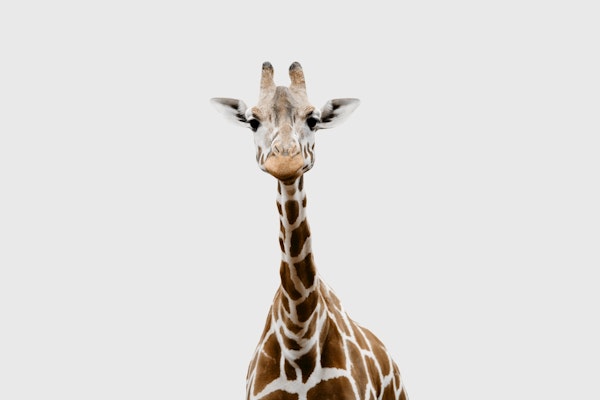 Cute Giraffe 1