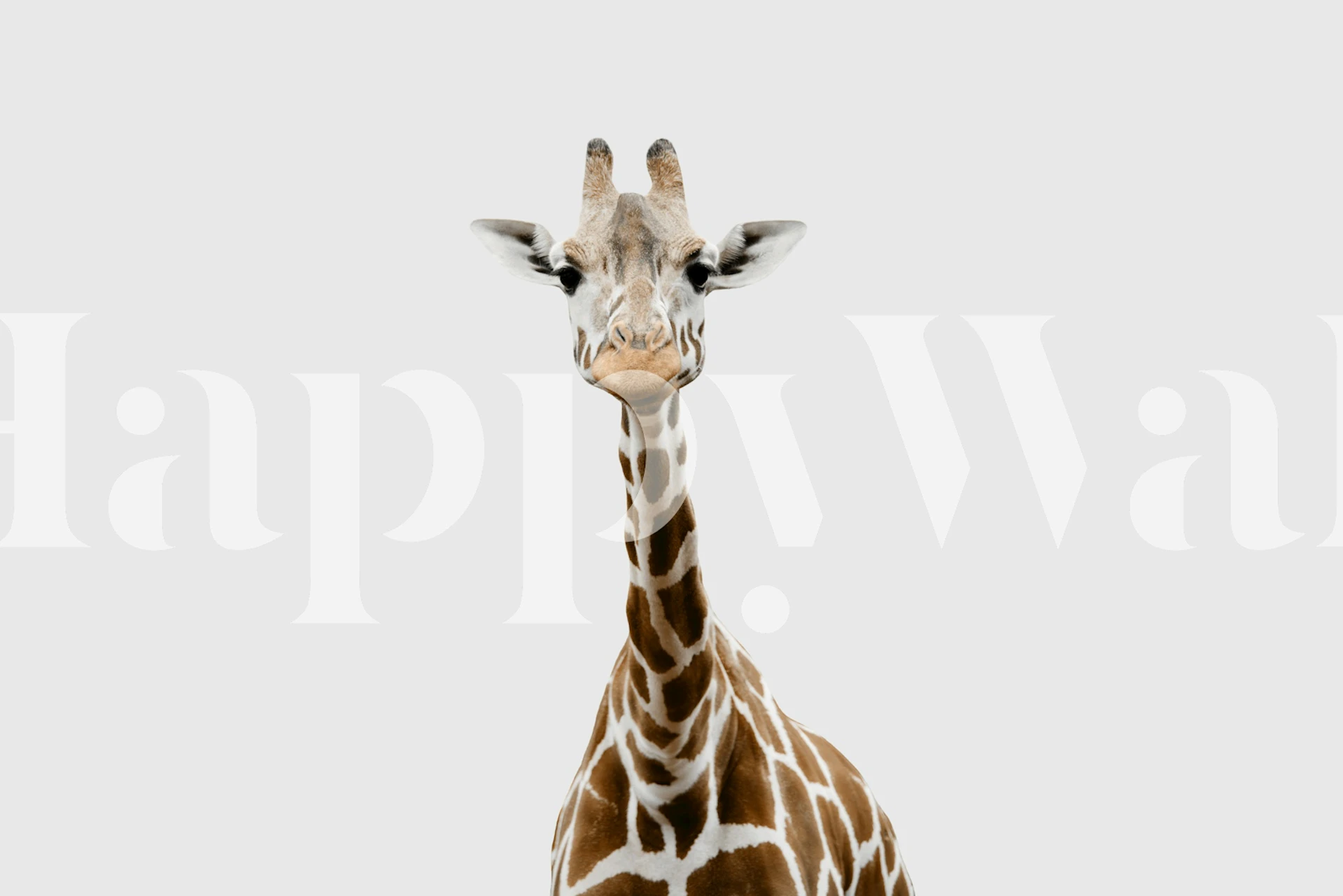Giraffe with brown spots and white patterns on grey background wallpaper
