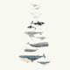 Majestic Sea Mammals German