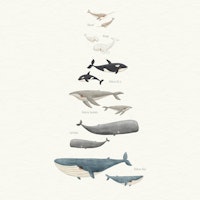 Majestic Whales in Spanish papel de parede