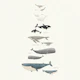 Majestic Whales in Spanish