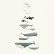 Whale Song Symphony Italian