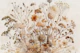 Dried Autumn Flora Essence