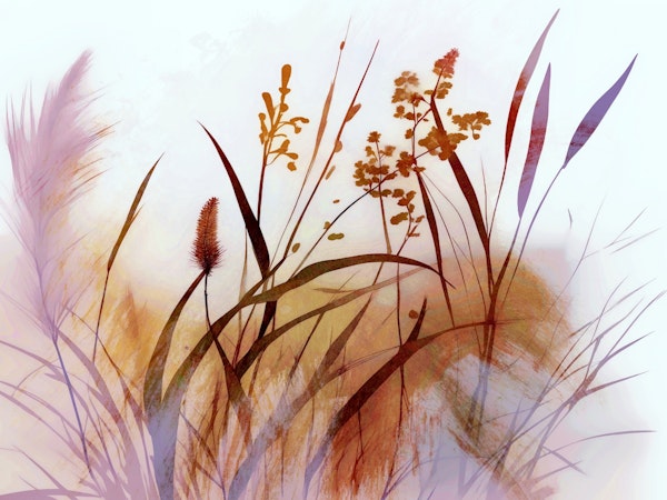 Autumn Whisper Grass