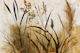 Rustic Gold Botanica