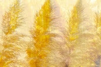 Golden Pampas Breeze wallpaper