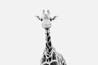 Cute Giraffe 2 papiers peint
