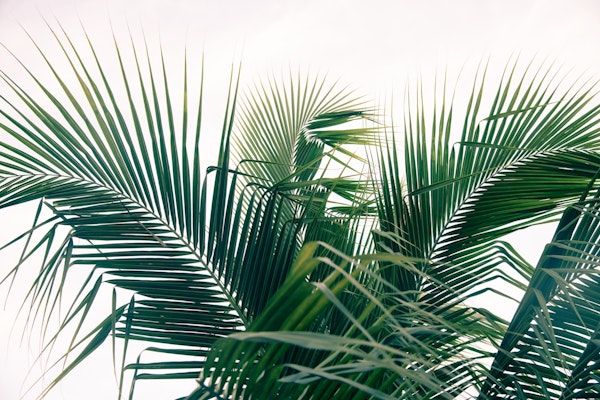 Lush Caribbean Palms 13