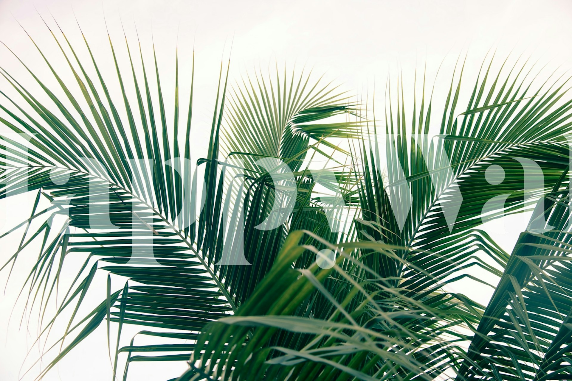 Papel de parede Lush Caribbean Palms em um quarto