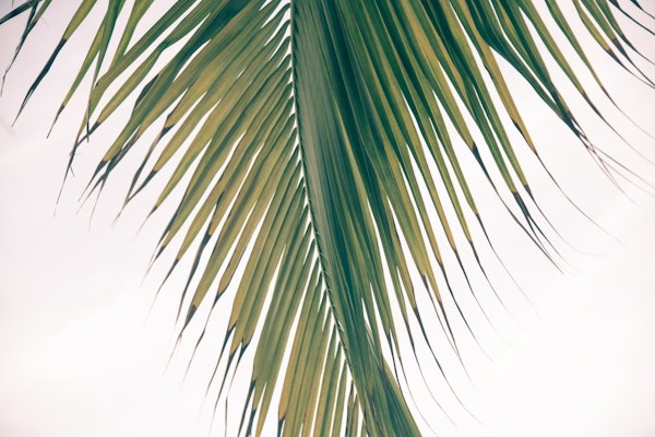 Lush Caribbean Palm 3