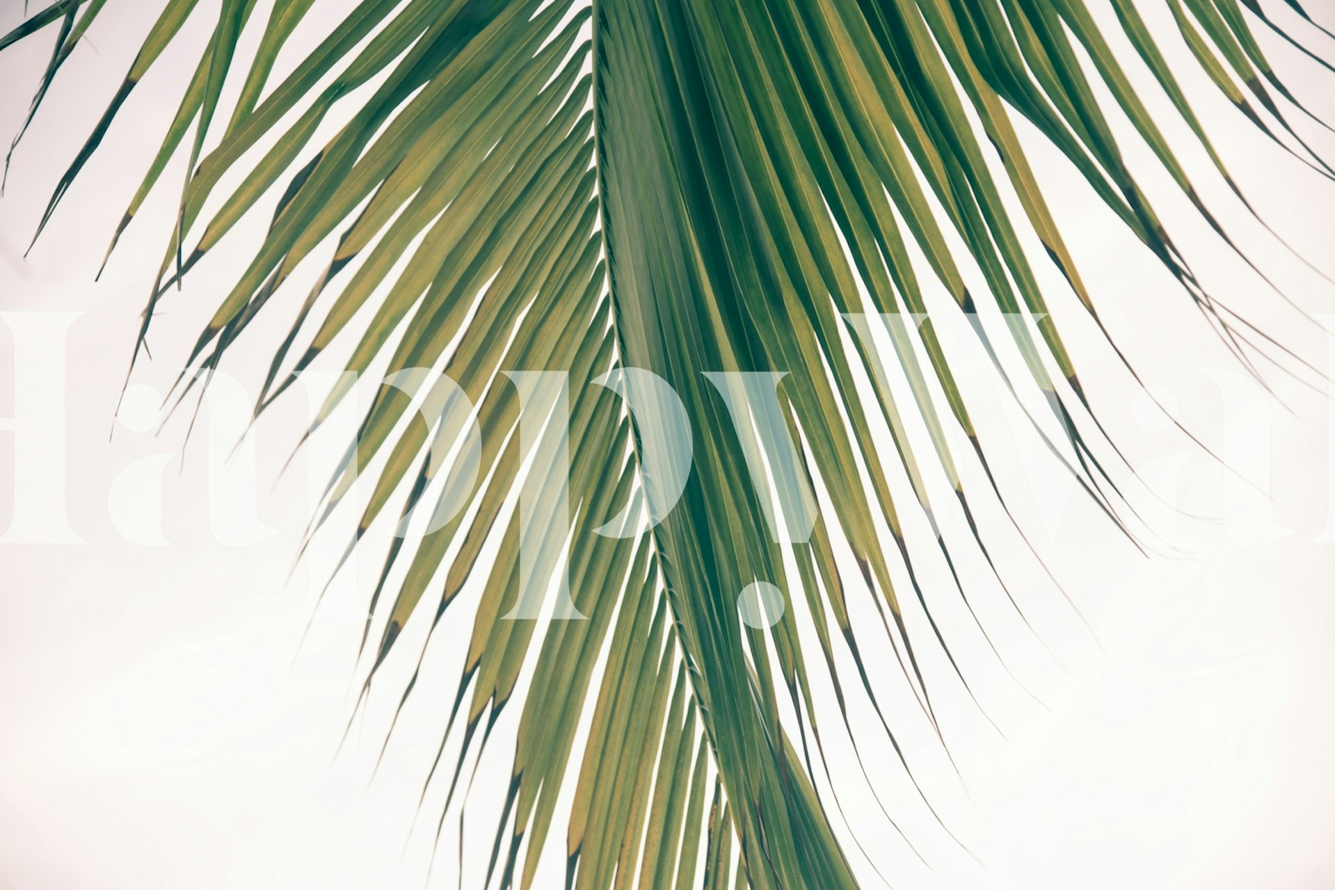 Green palm leaves against a light background wallpaper