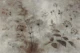 Autumn Whisper Botanica