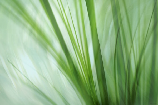 Dancing Grasses