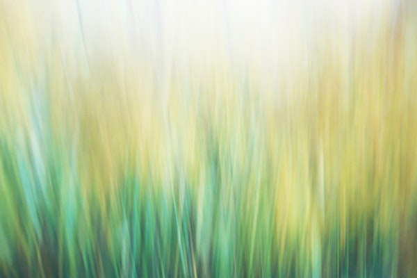 Breeze In The Meadow