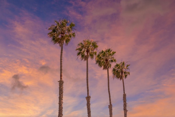 Palm trees sunset